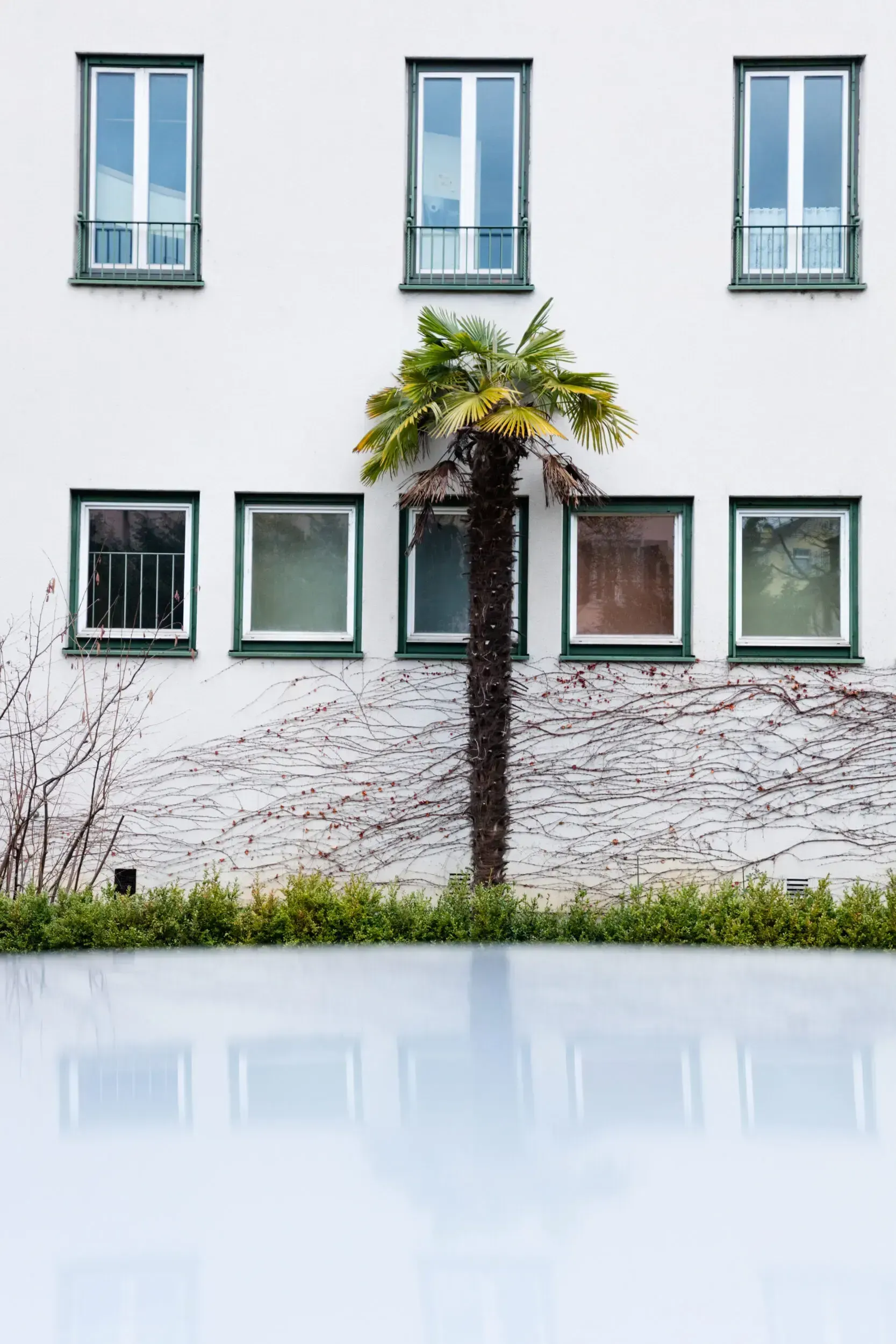 Building facade with a palm tree growing between rows of windows, reflected in a pool of water below.