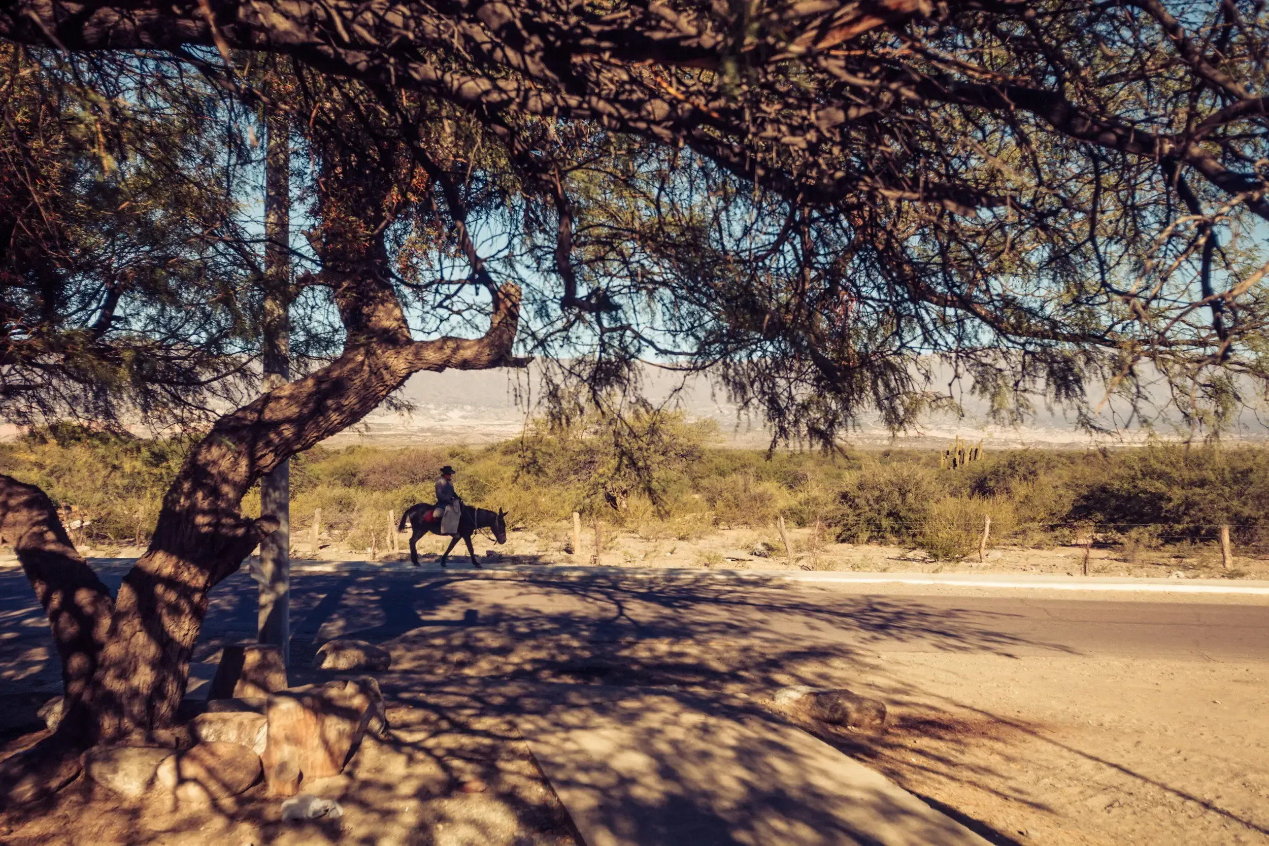Person riding a horse across a desert road in Argentina, framed by a gnarled tree.