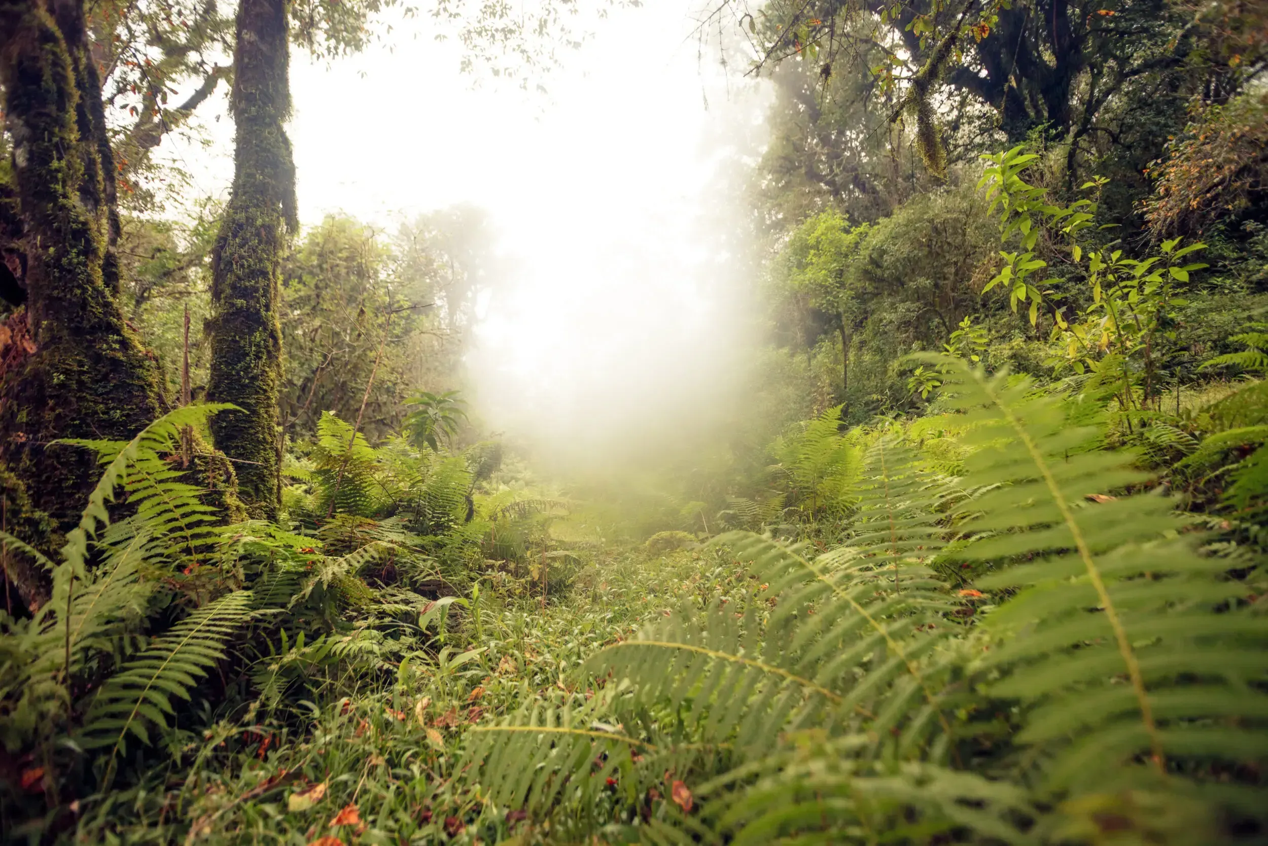 Sunlit, misty path through a fern-covered forest in Argentina.