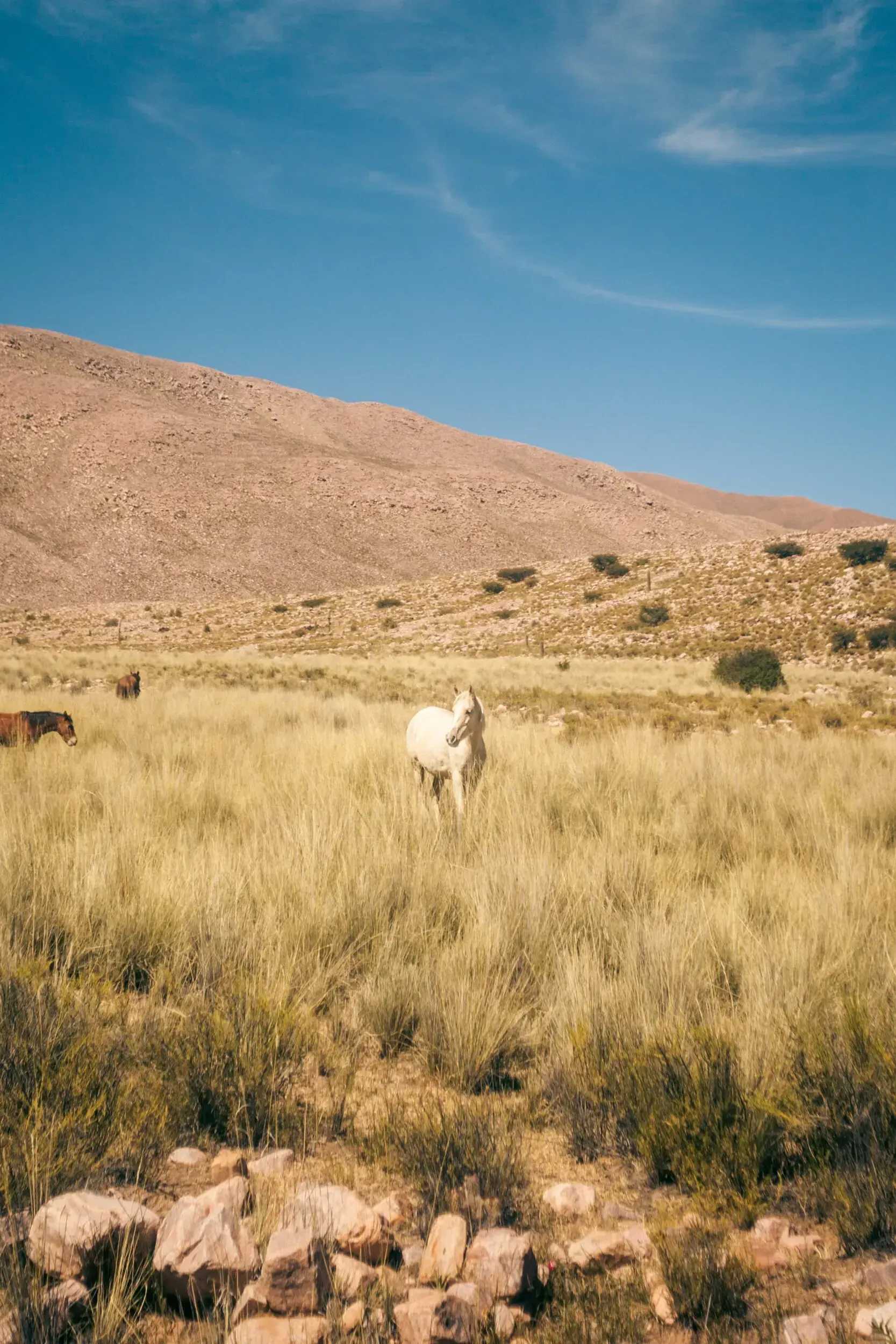 White horse standing in tall golden grass with mountains in the background in Argentina.