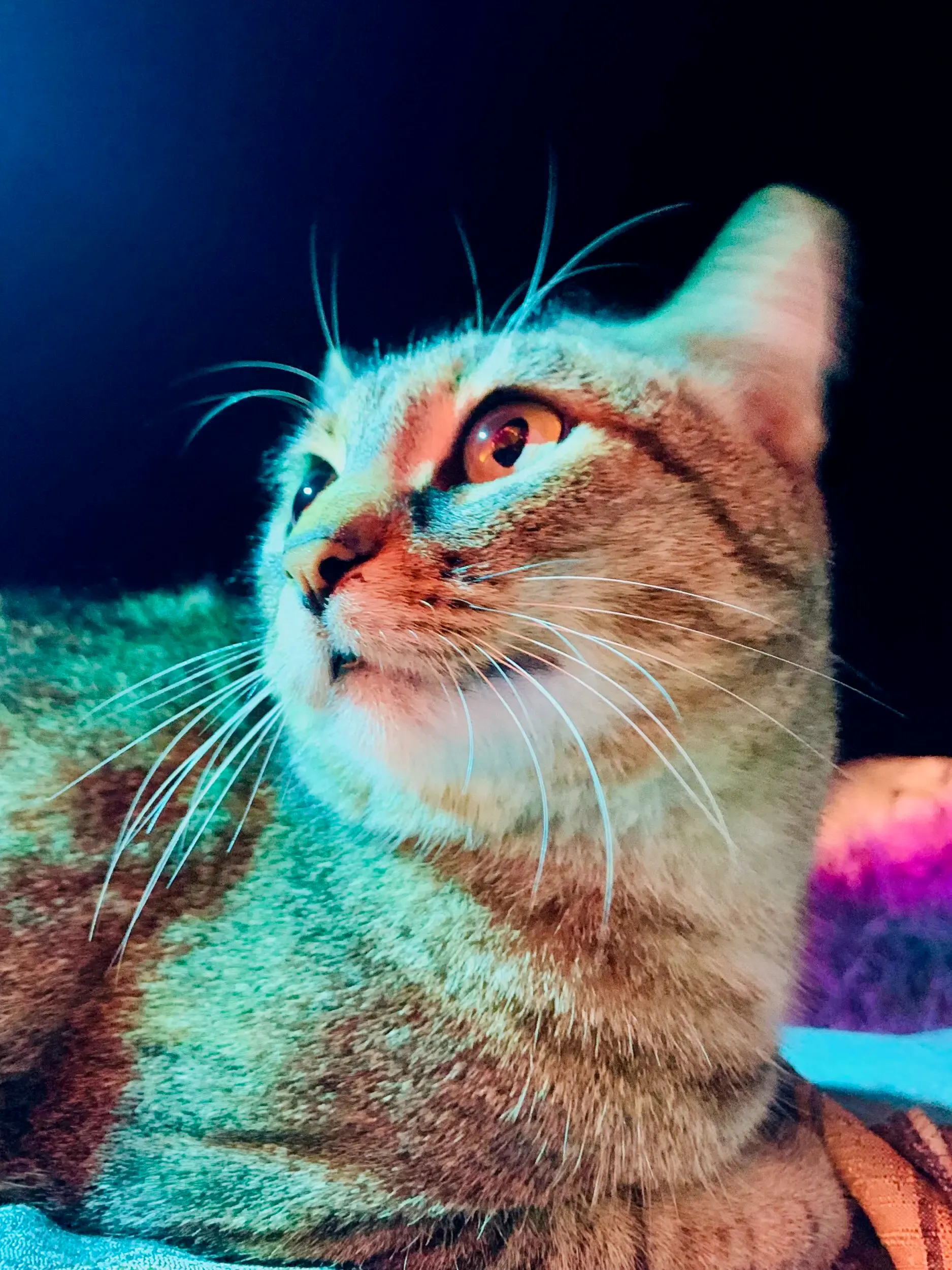 Psychedelisch eingefärbtes Portrait einer Katze, Cross Section