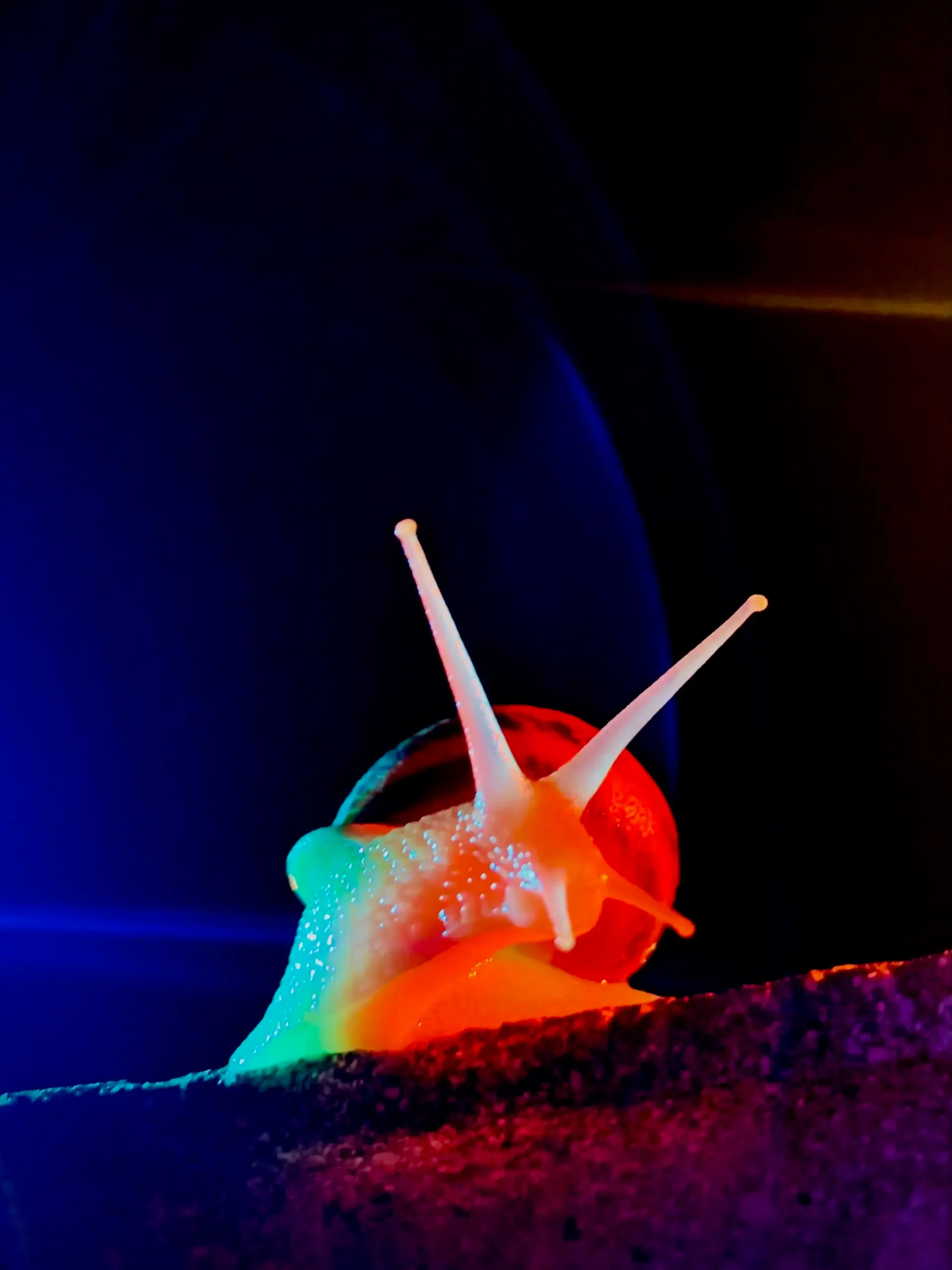 Nahaufnahme einer Schnecke mit buntem Lichteffekt, Cross Section