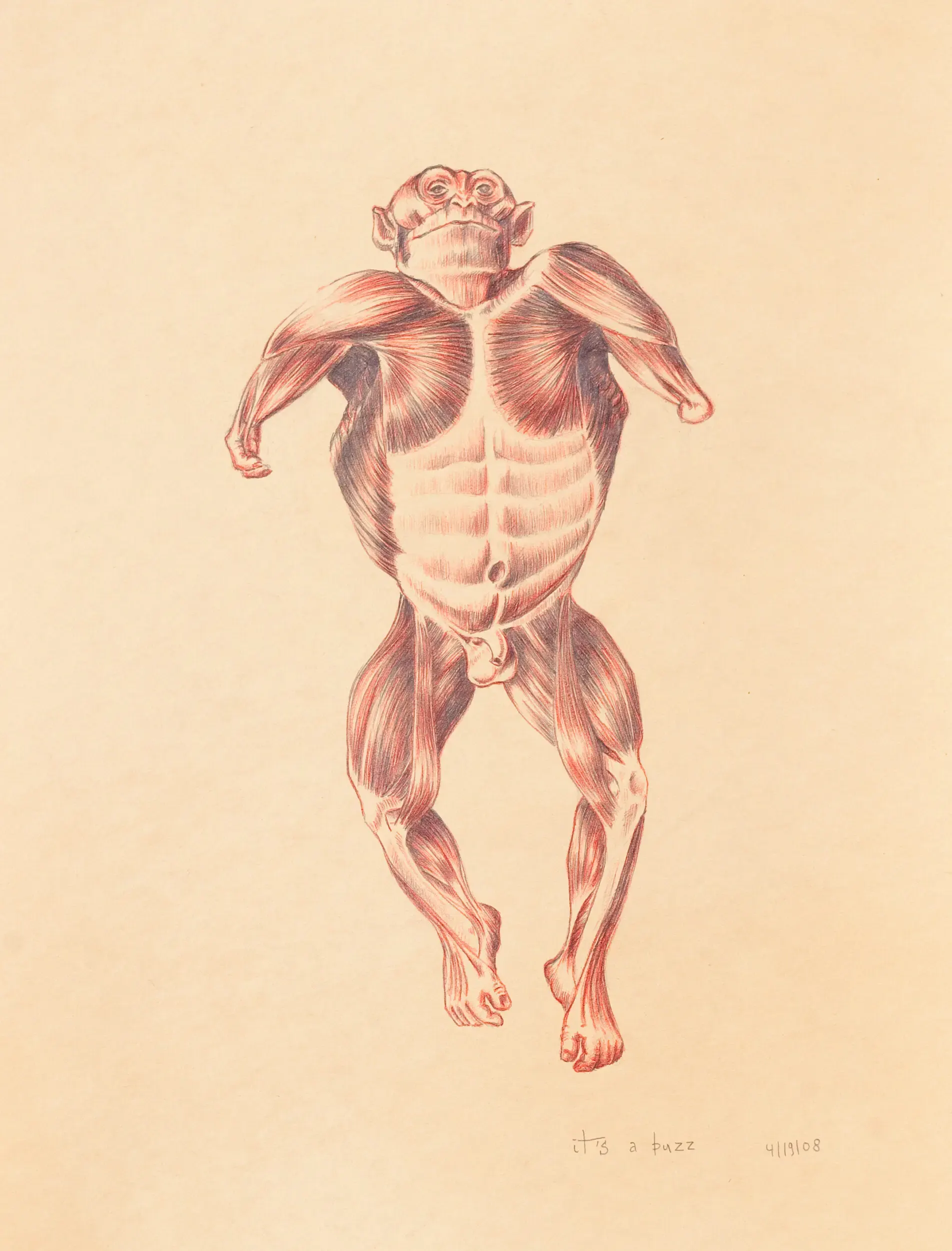 Anatomische Illustration einer Figur in Rot- und Beigetönen