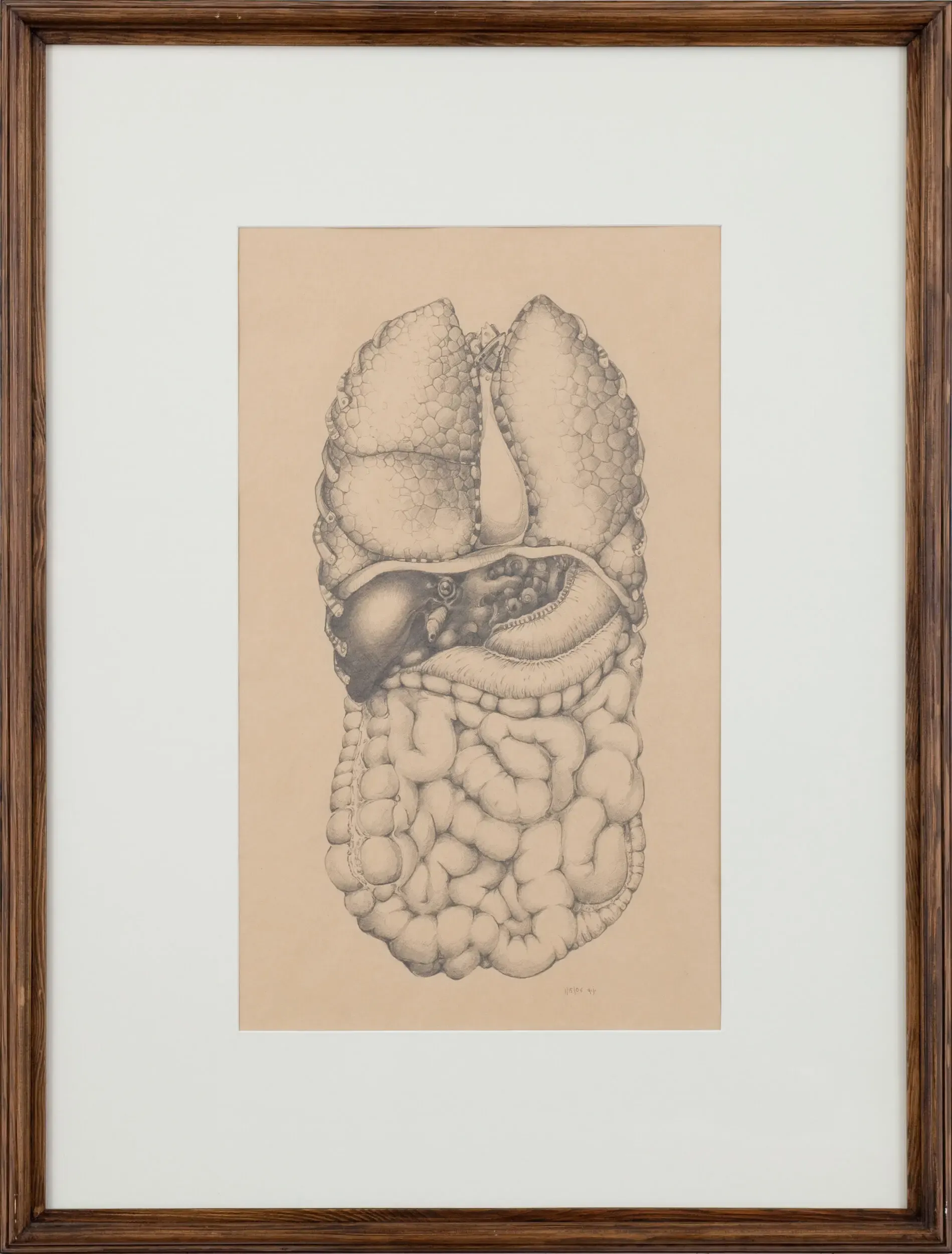 Anatomische Illustration von Lunge und Organen, gerahmt