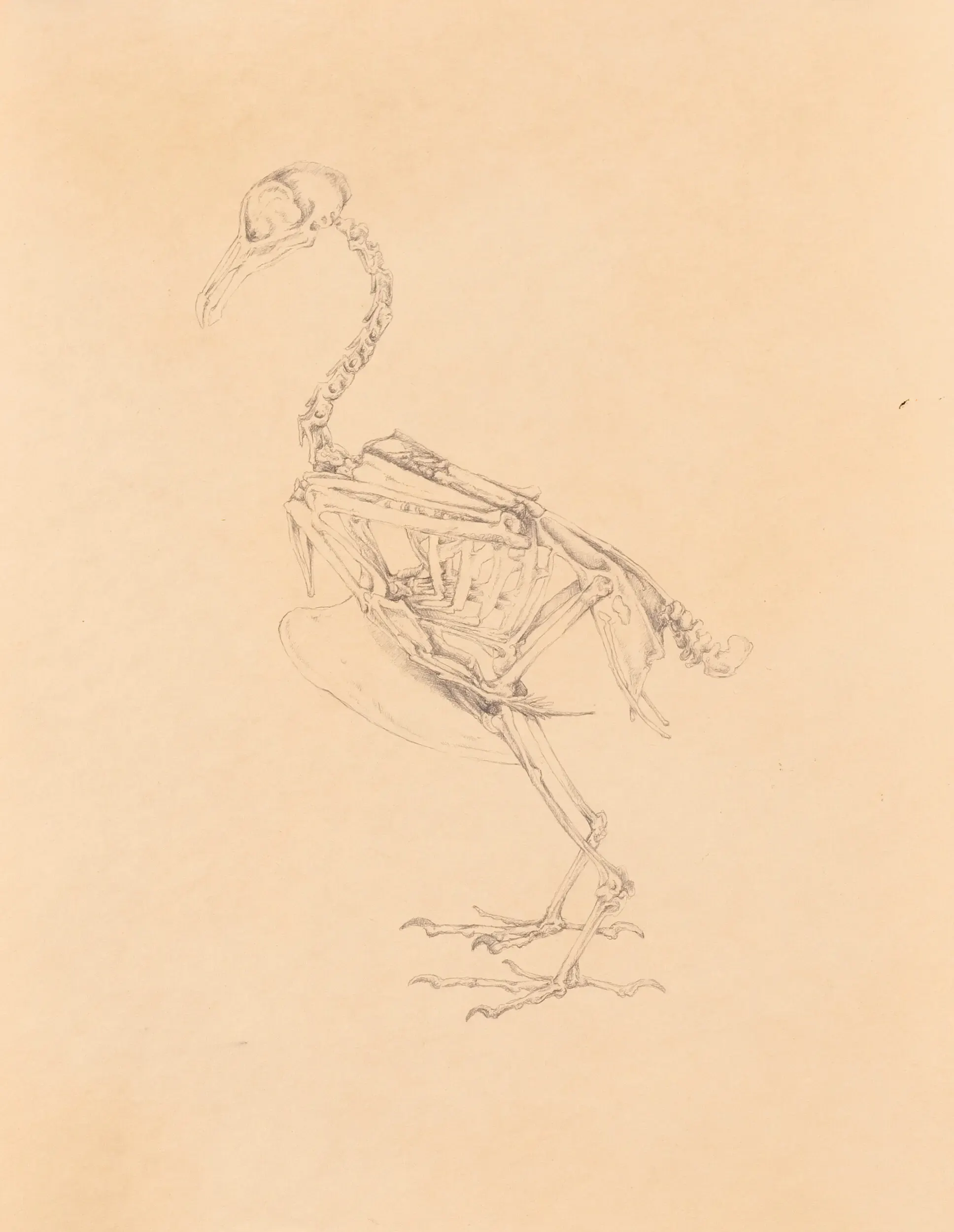 Skizze eines Vogelskeletts auf beigem Papier