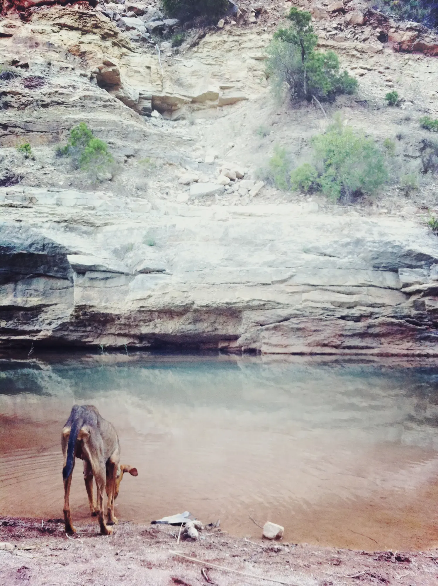 Flusstal mit Hund in trockener Landschaft, Morocco Experience