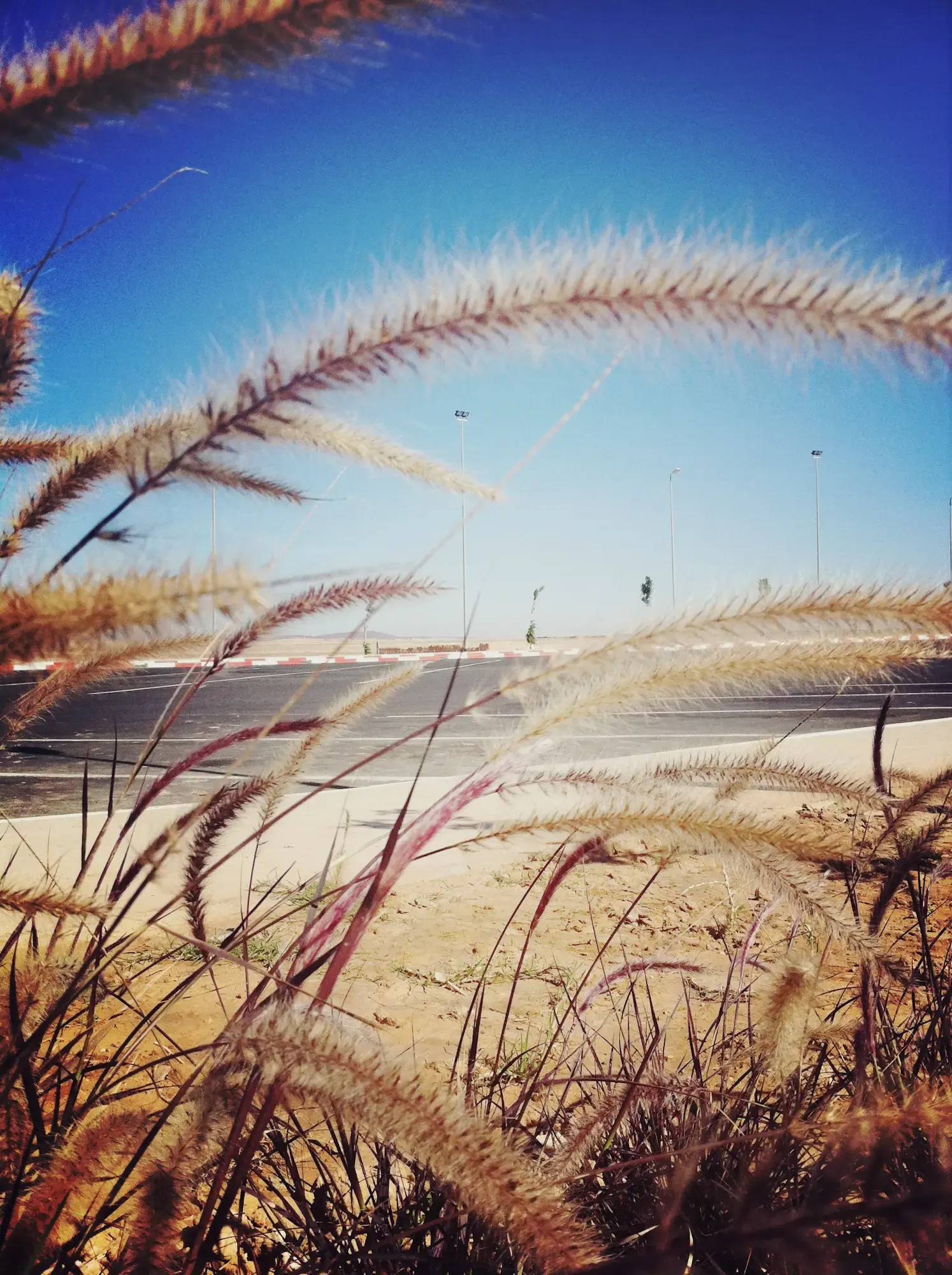 Hohes Gras am Strandweg vor blauem Himmel, Morocco Experience