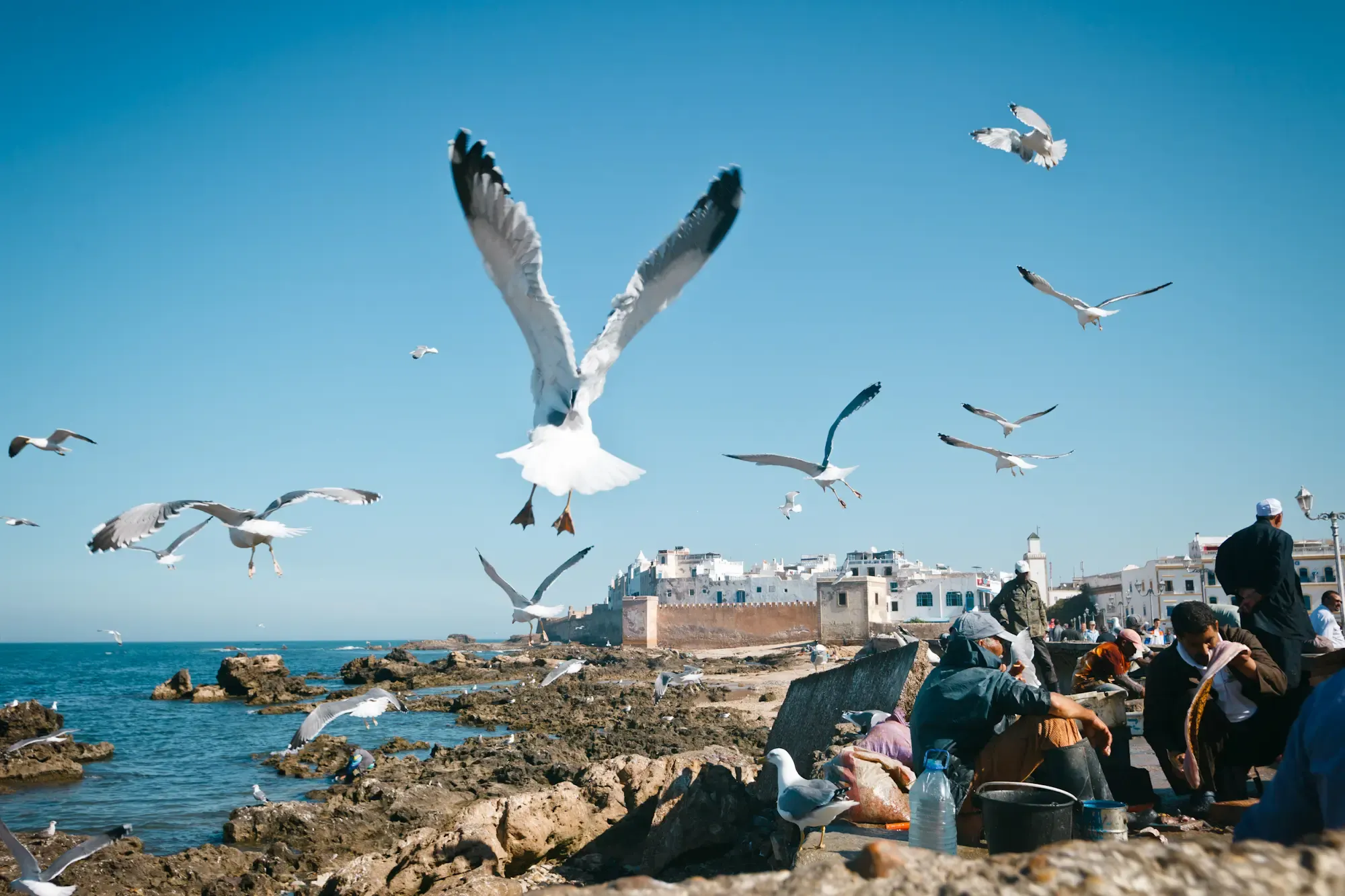 Möwen fliegen über die Küstenstadt Essaouira, Morocco Experience