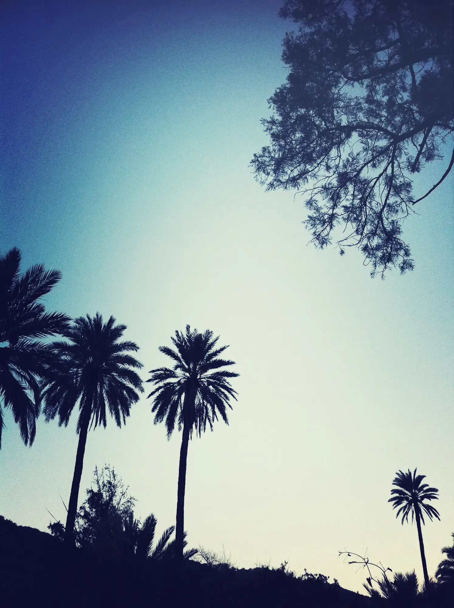 Silhouette von Palmen vor blauem Himmel, Morocco Experience