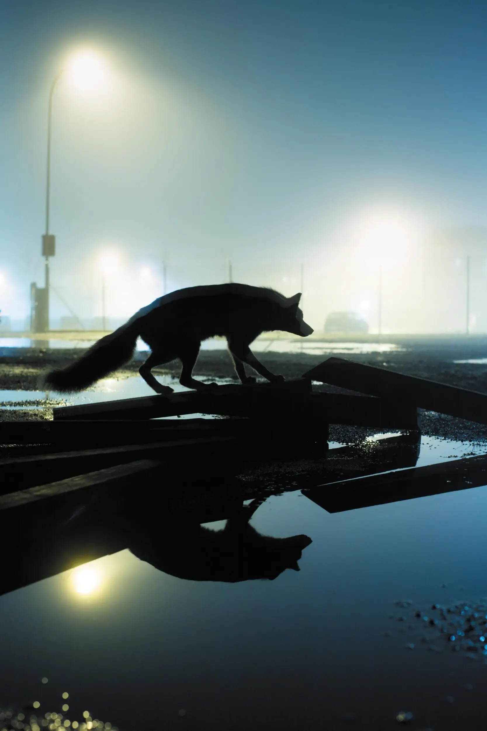 Bühnenfoto aus „Nachtstück“: Fuchs läuft nachts über eine Brücke