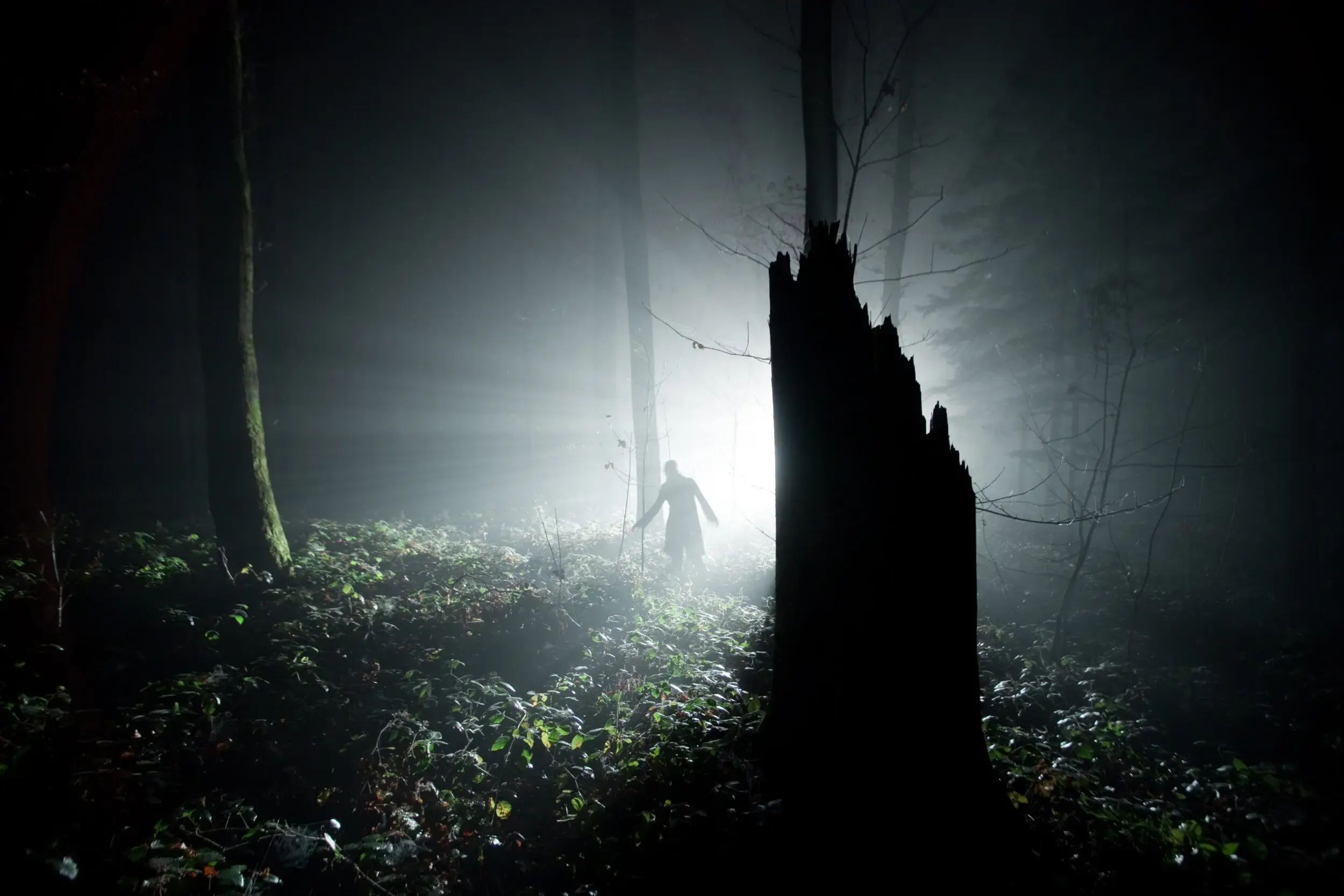 Mysteriös beleuchteter Baumstumpf im nebligen Wald, Nightshift
