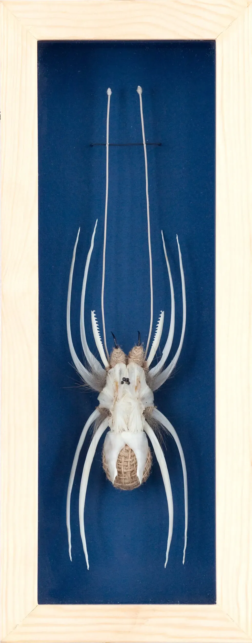 Spinnenskelett-Skulptur vor blauem Hintergrund gerahmt