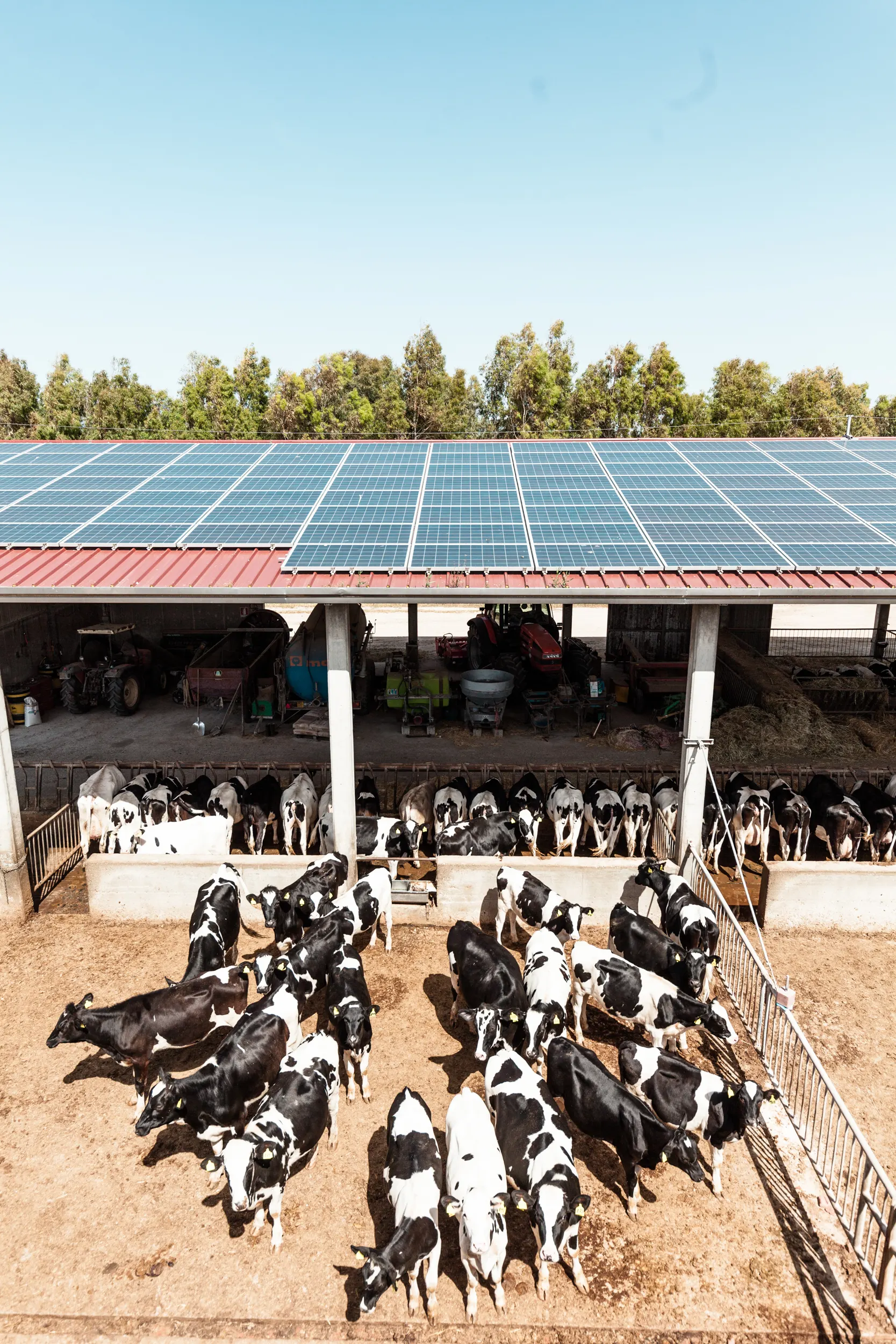 Kühe unter einem Solarpanel-Vordach, Sardasol