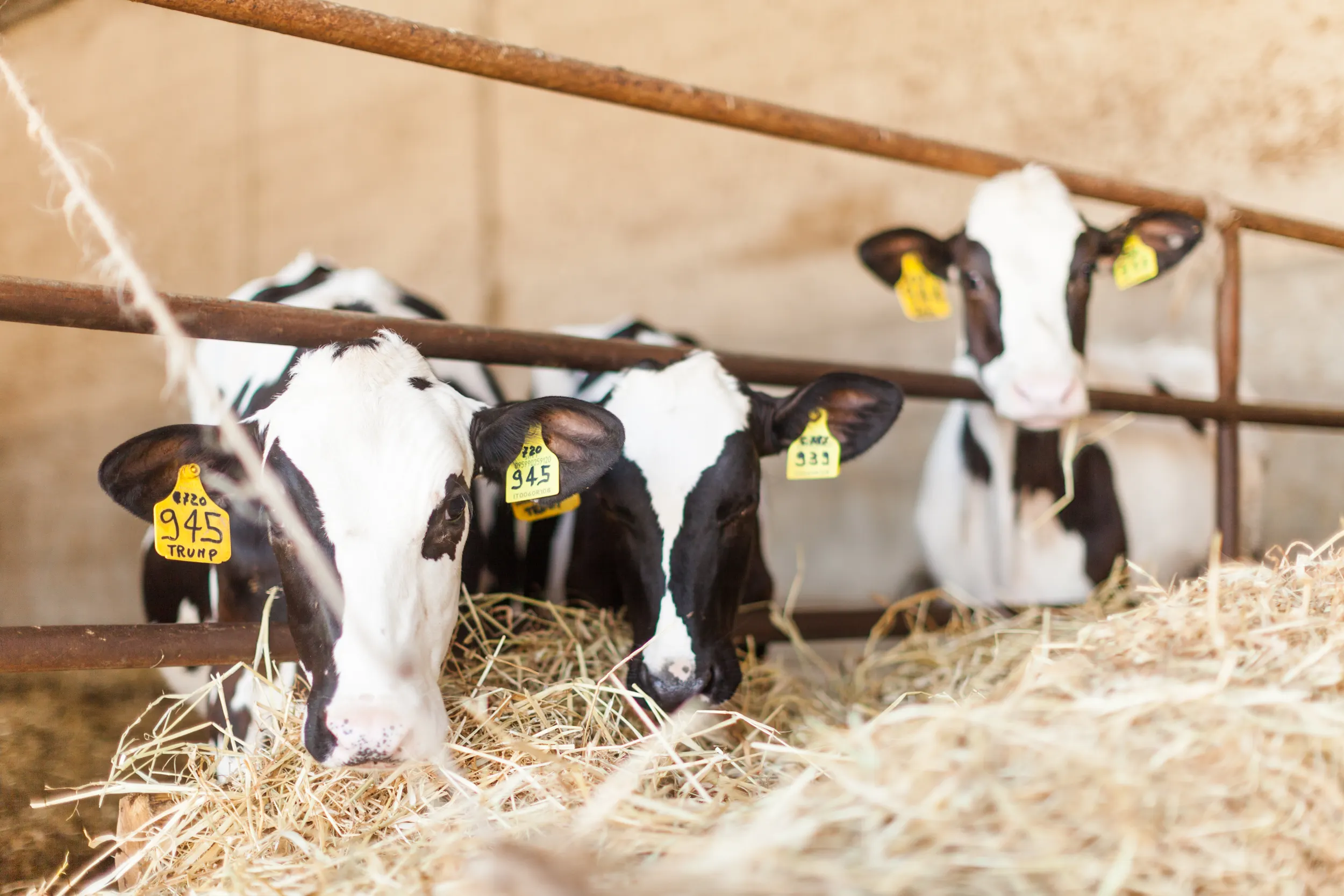 Milchkühe im Stall, Nahaufnahme, Sardasol