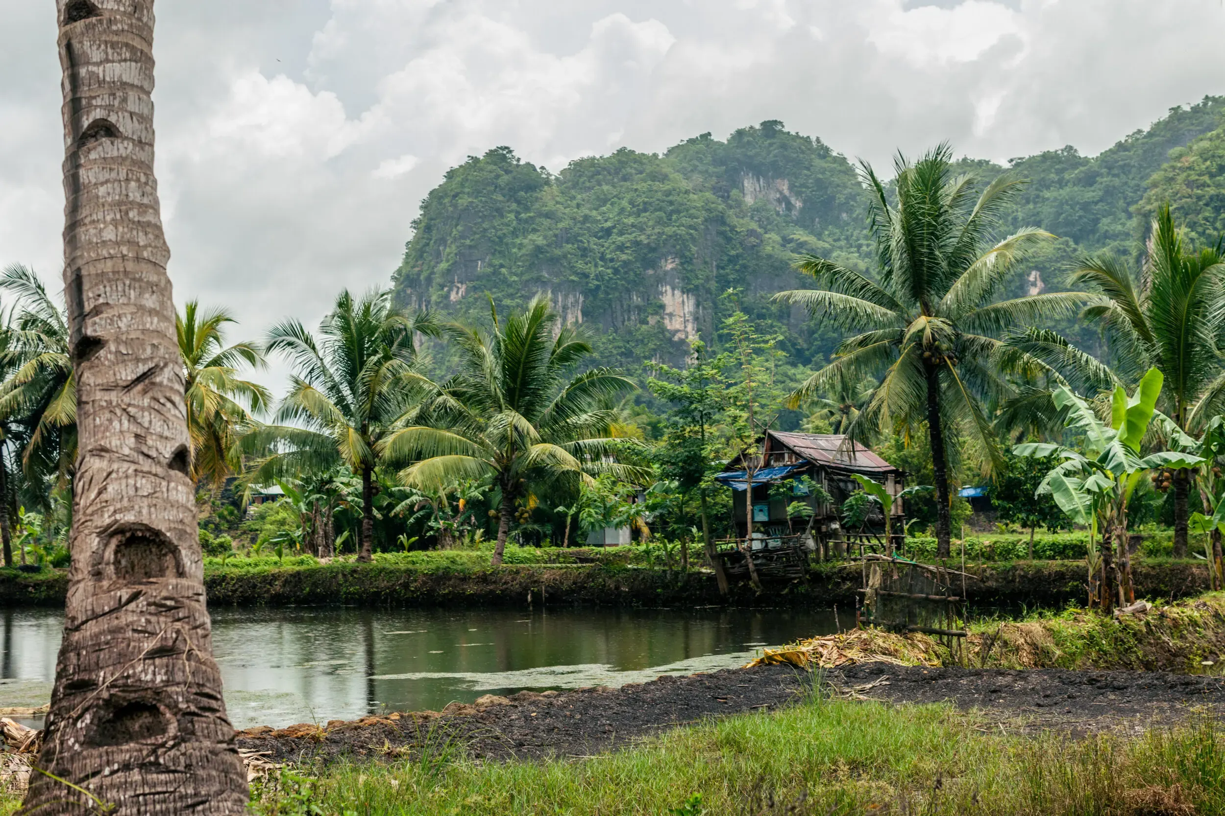 Flusslandschaft mit Karstbergen und Palmen, Sulawesi