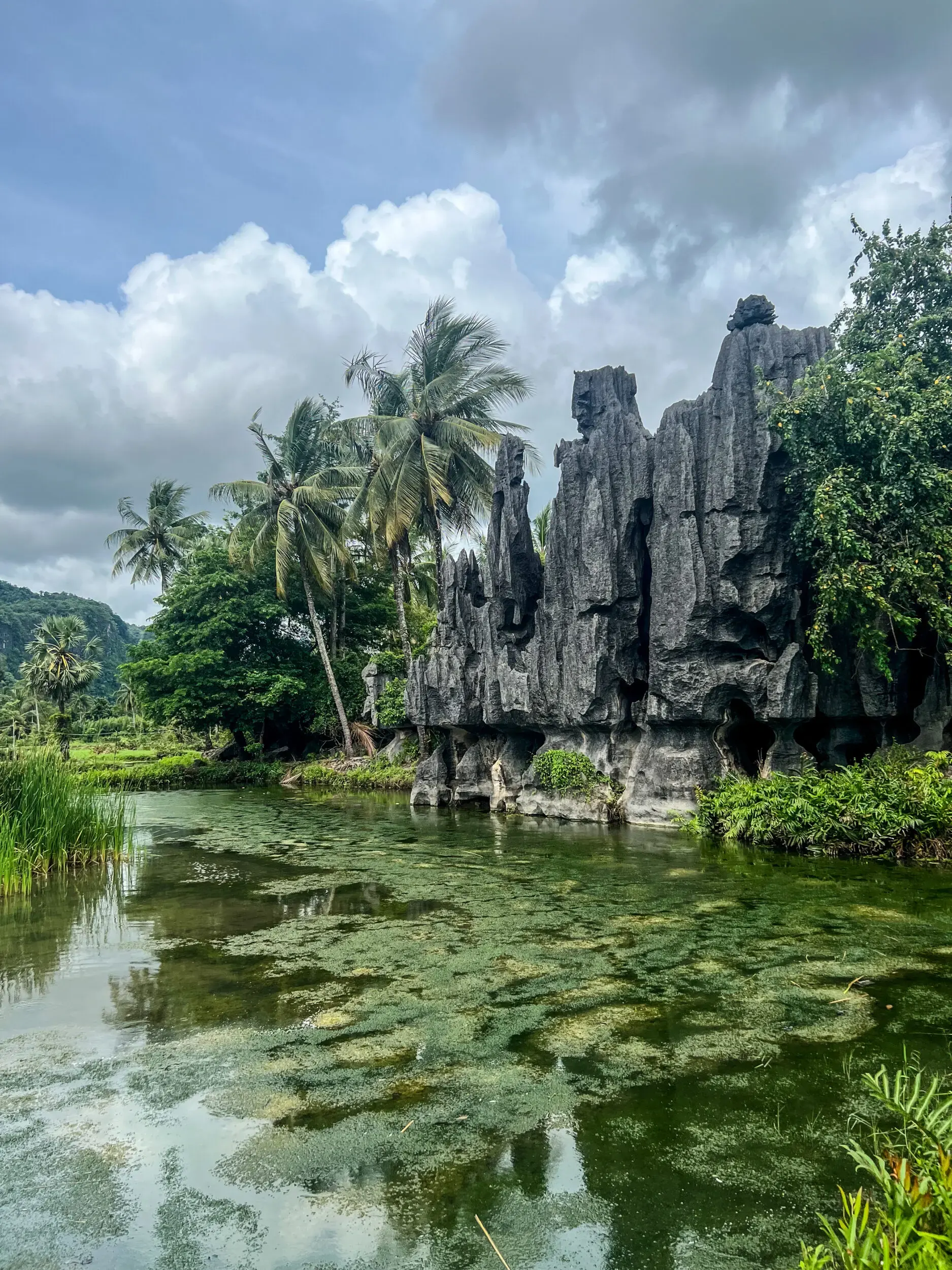 Karstfelsen mit Palmen und Wasser, Sulawesi