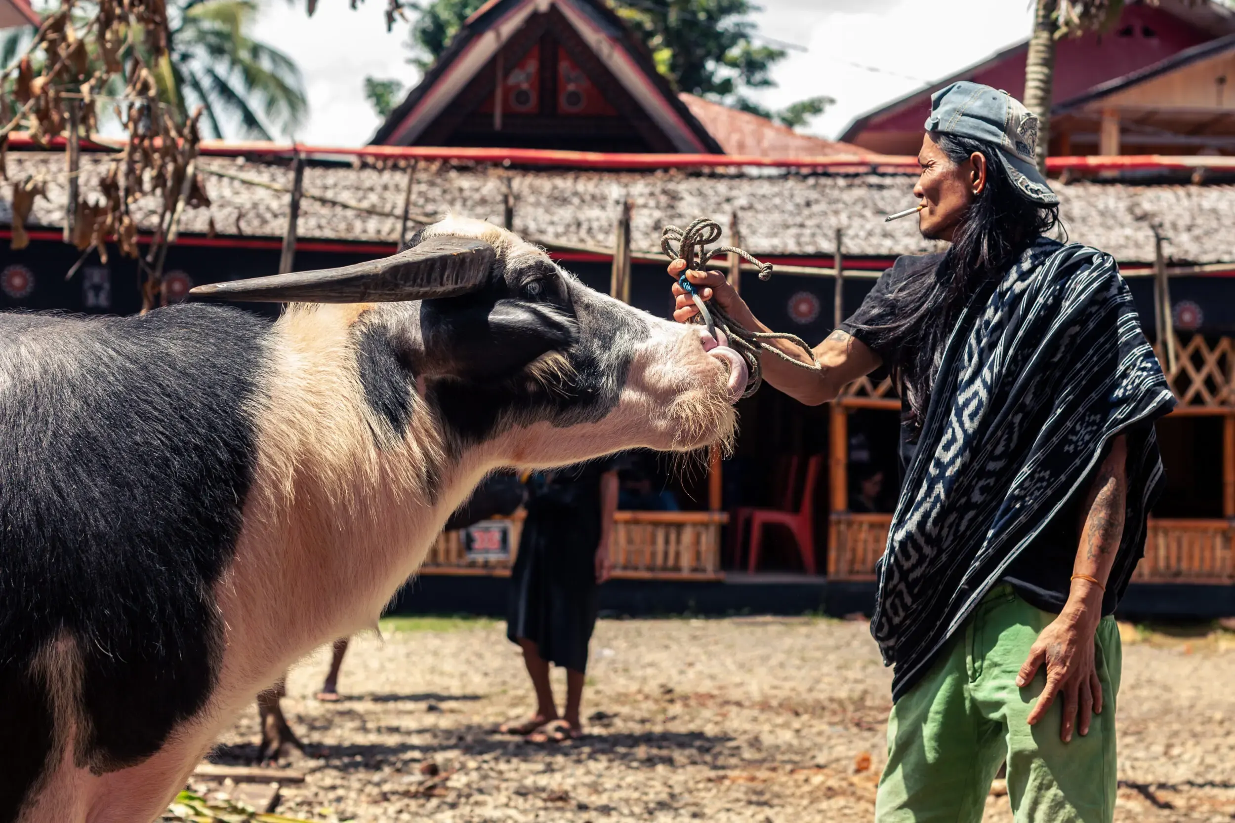 Mann führt einen Büffel an einem traditionellen Haus vorbei, Sulawesi