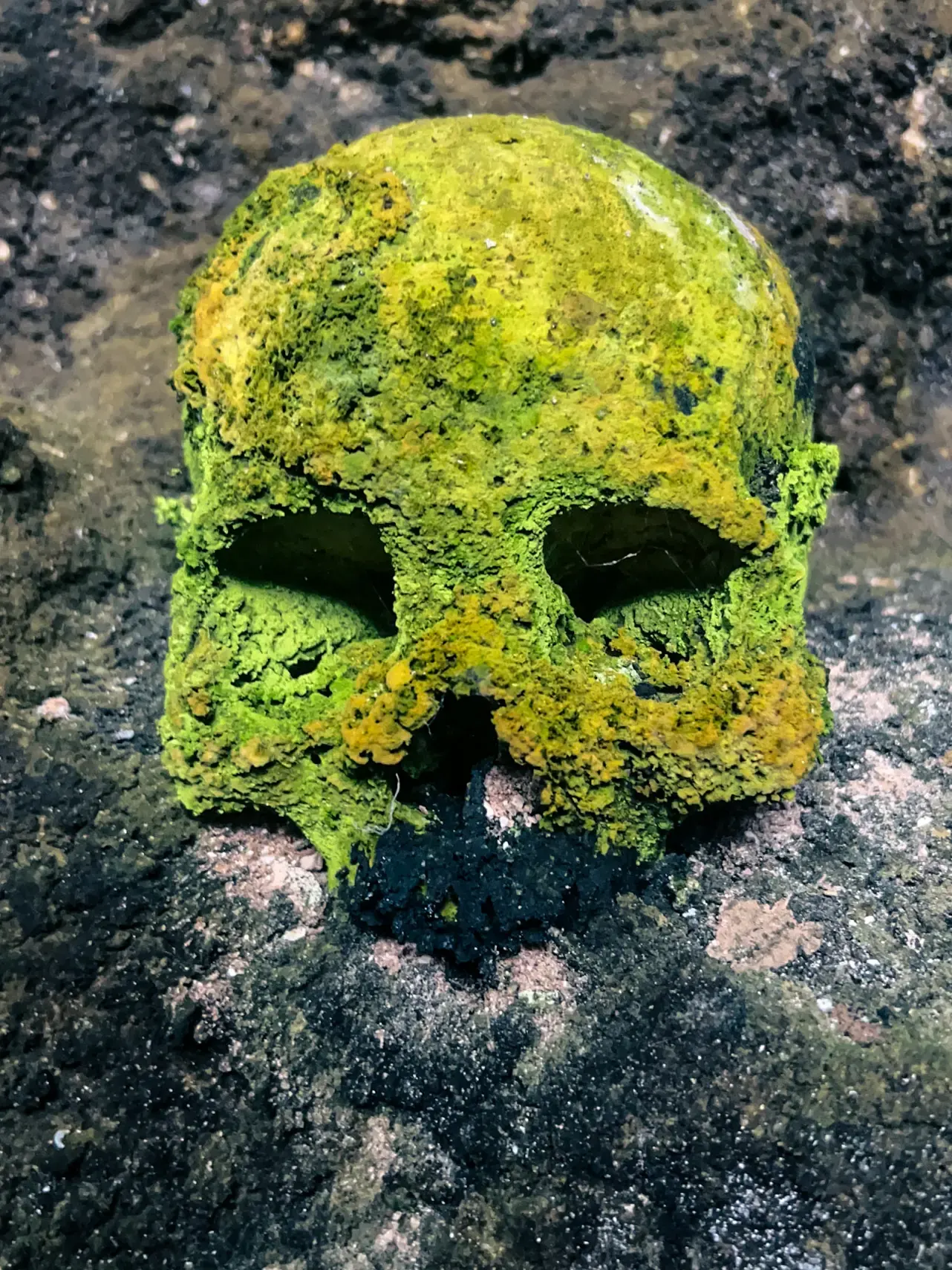 Moosbewachsener Schädel in einer Grabhöhle, Sulawesi