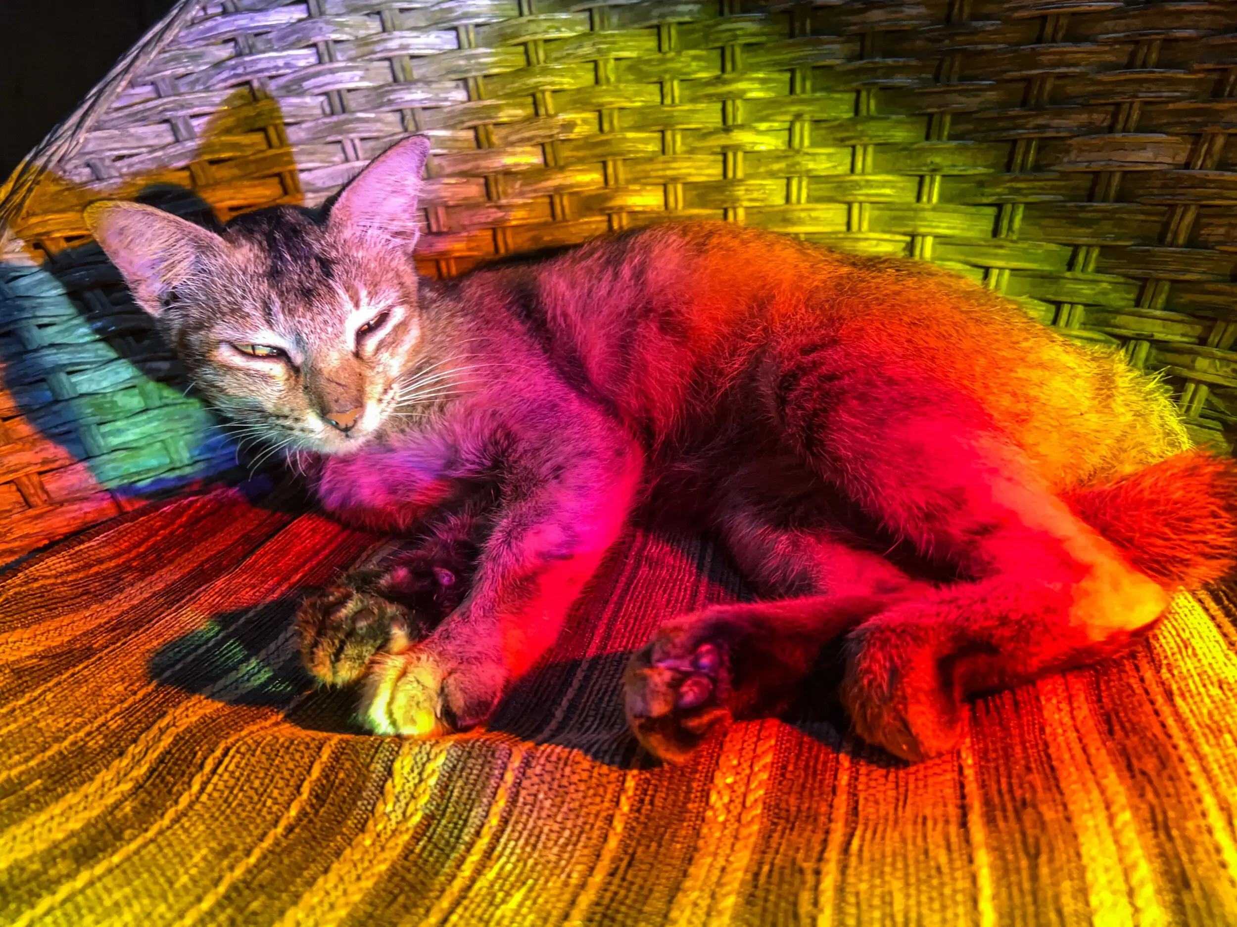 Psychedelisch eingefärbte schlafende Katze, Sulawesi