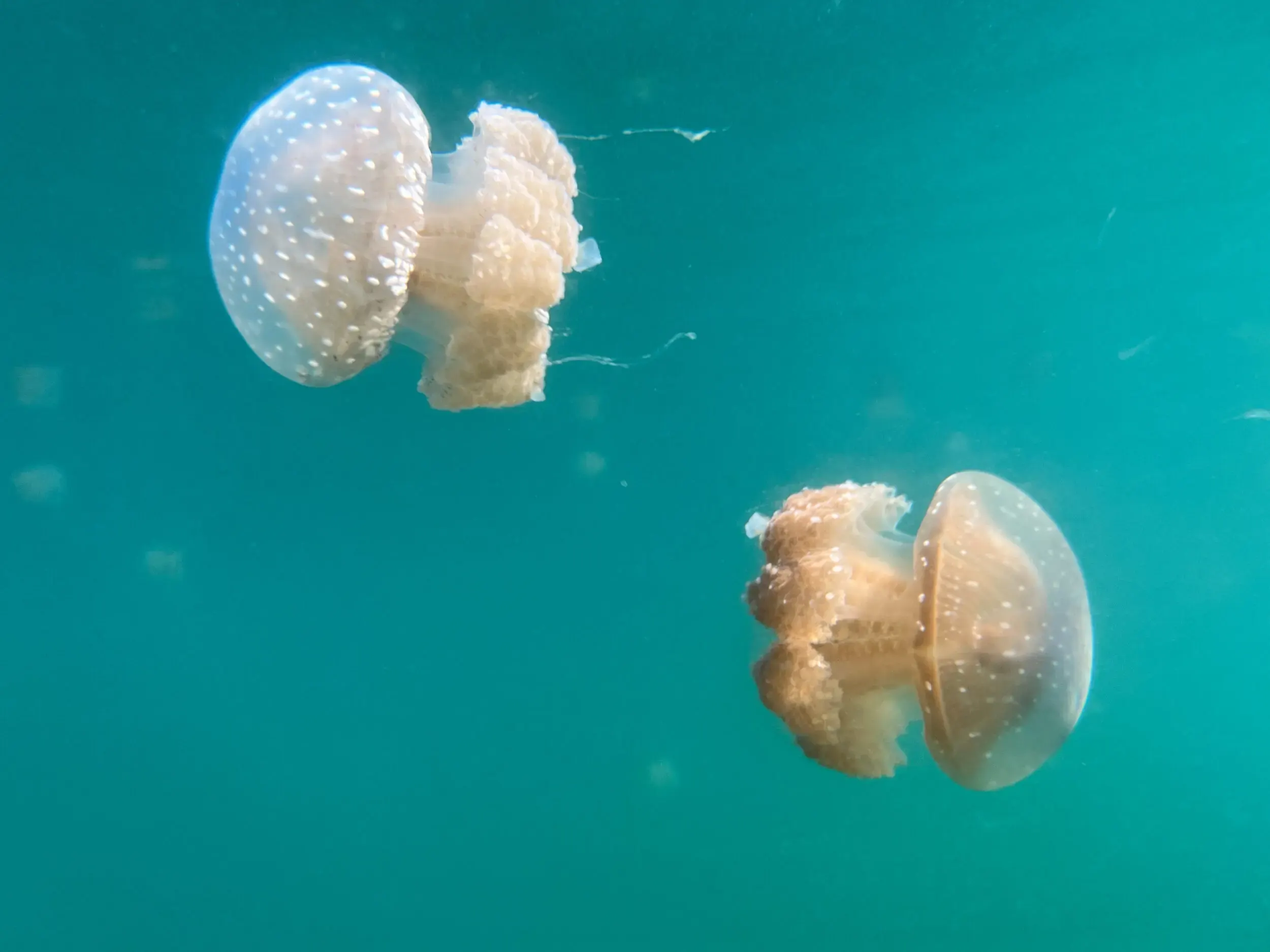 Zwei Quallen im türkisfarbenen Wasser, Sulawesi