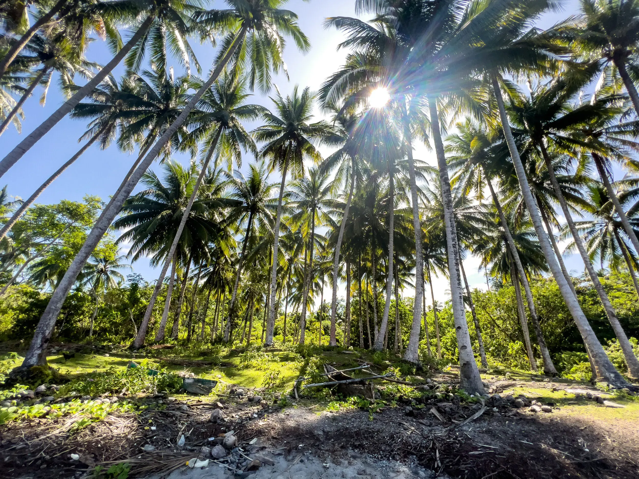 Sonnenlicht scheint durch Palmen, Sulawesi