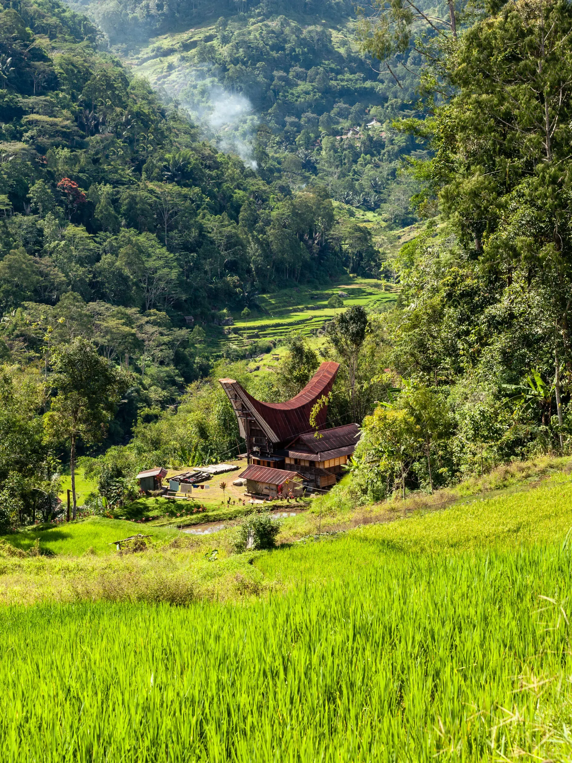Grünes Tal mit traditionellem Tongkonan-Haus und Reisfeldern, Sulawesi