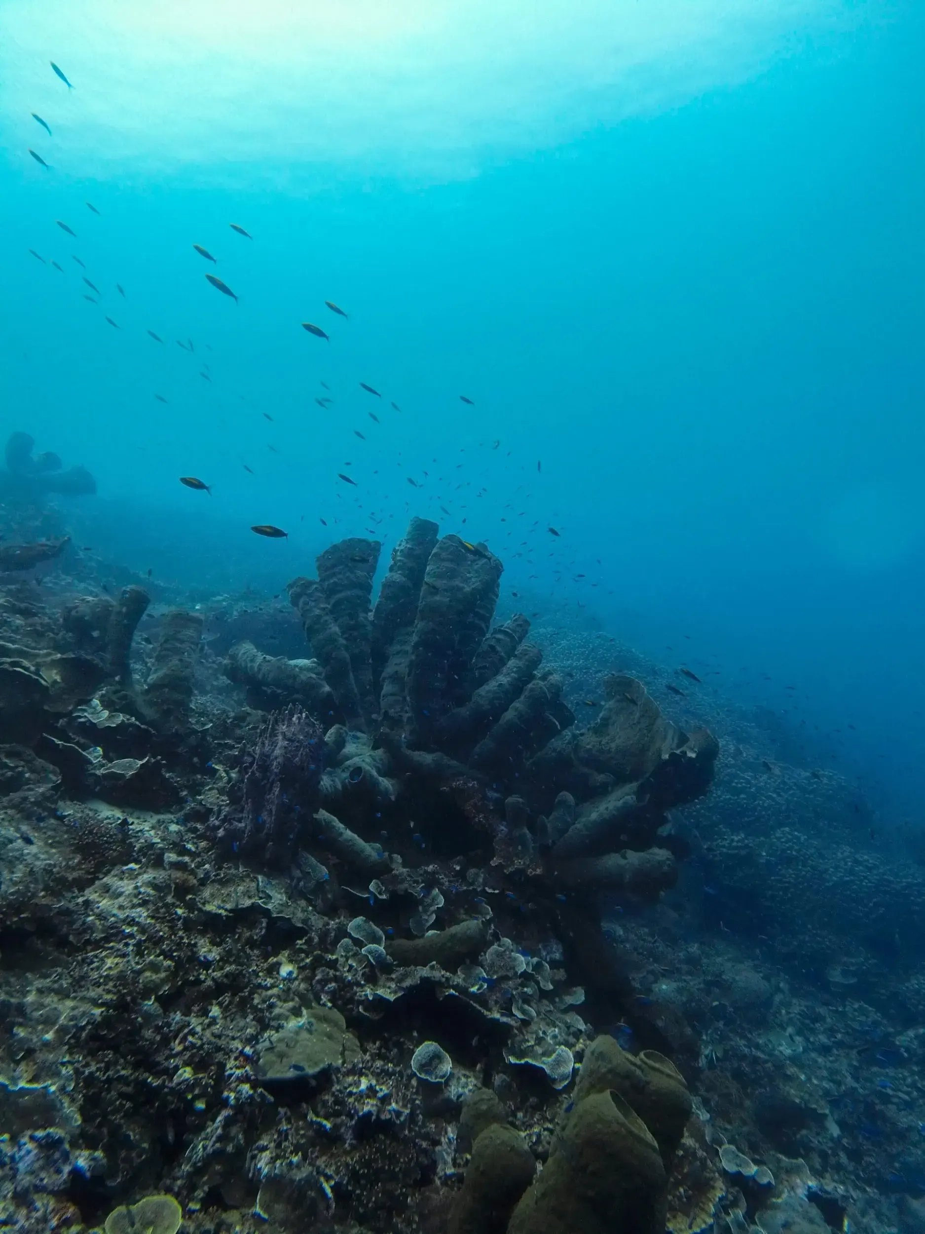 Unterwasseraufnahme eines Korallenriffs, Sulawesi