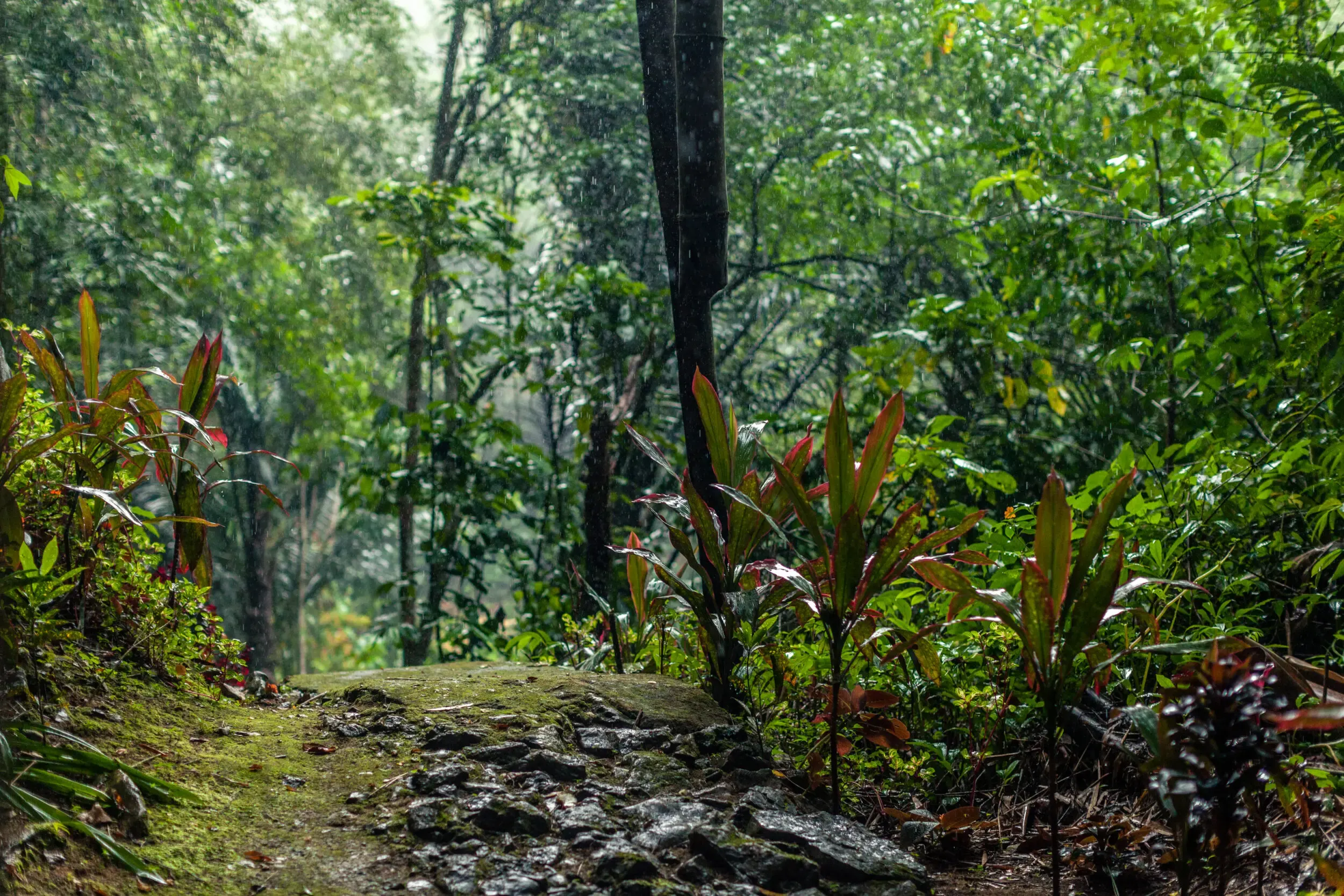 Bewachsener Pfad mit Steinstufen im Wald, Sulawesi