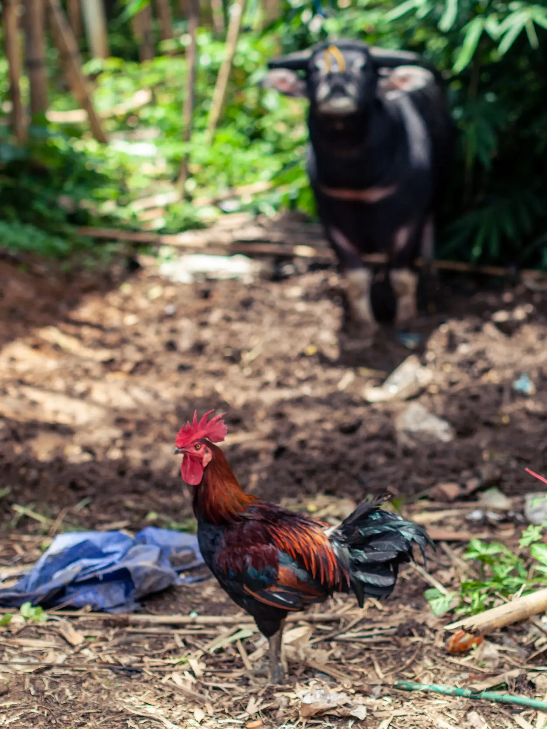 Ziege und Hahn auf einem Bauernhof, Sulawesi