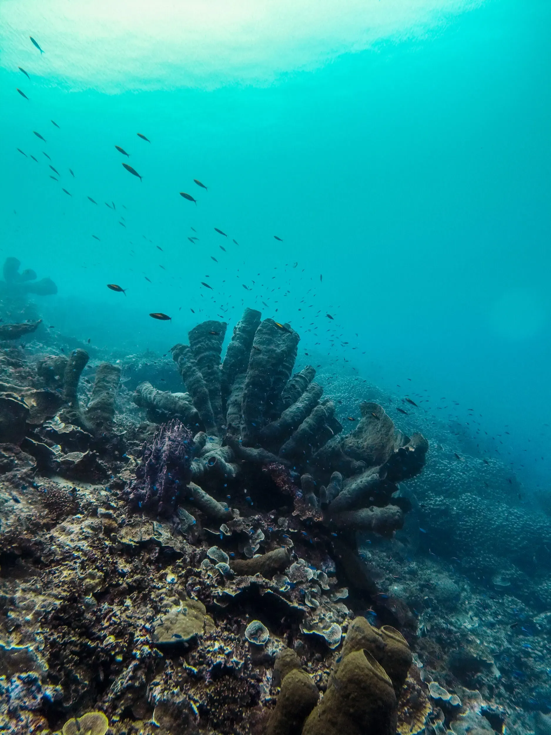 Korallenriff mit Fischen unter Wasser, under(water) love