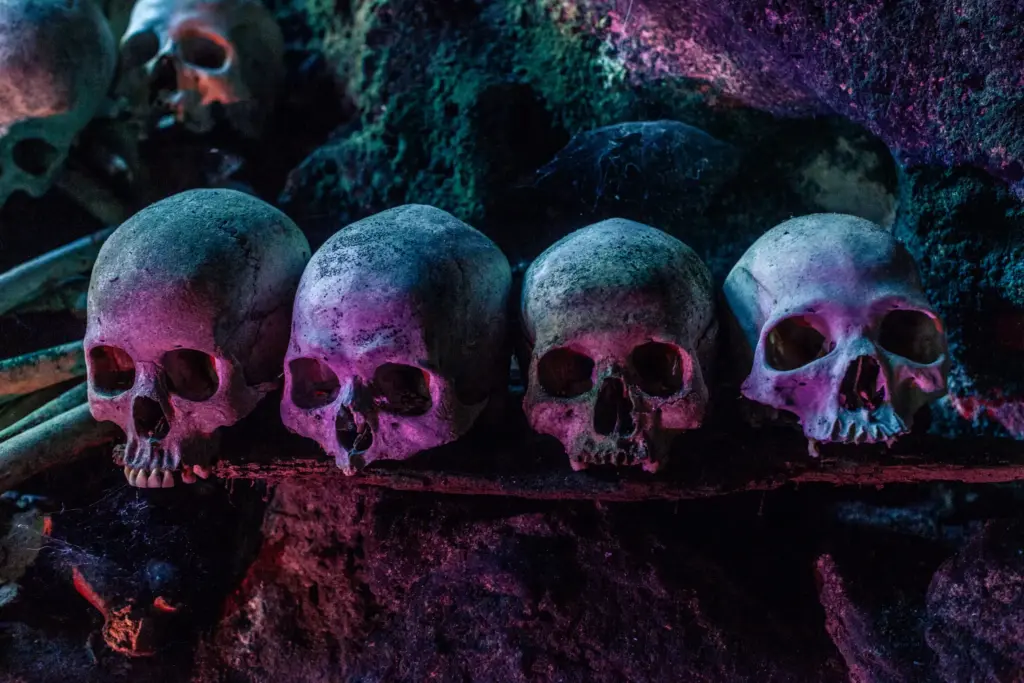 Four human skulls arranged on a wooden shelf, made of bone, with a weathered texture and illuminated in purple hues.